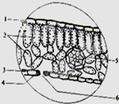 如图为显微镜下菠菜叶横切面结构示意图,请据图回答下列问题:(7分)