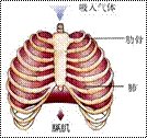 右图表示人在吸气时,膈肌的运动情况.此时,膈肌