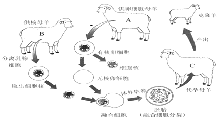 下图是克隆绵羊"多莉"形成过程示意图,请根据图作答: 由示意可知,"