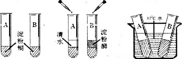 实验材料和用具:试管,淀粉糊,清水,碘液,温度计,大