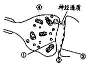 神经递质是从①处释放的