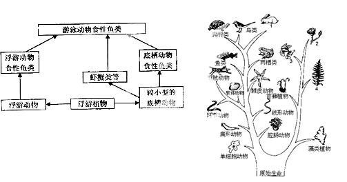 217分下图为某海洋的生态系统简化食物网结构示意图请据图回答下列