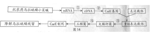 25利用基因工程技术生产羧酸酯酶(care)制剂的流程如图14所示,下列