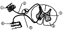 下图为反射弧模式图,据图作答:(7分)       (2)神经冲动在该反射弧中