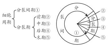 (五)细胞周期表示法 1,圆周法 2,线段法 图示包含三个细胞周期(a-c,c