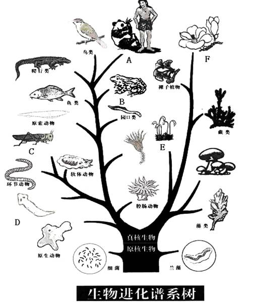 (1),写出图中字母所代表的生物类群名称:a        b        c