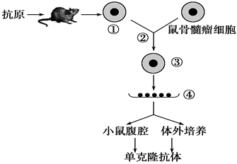 小鼠脾细胞的制备原理_图是单克隆抗体制备流程的简明示意图 下列有关叙述正确的是 A.①是从