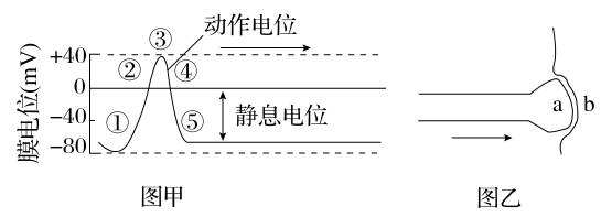 动作电位怎样产生