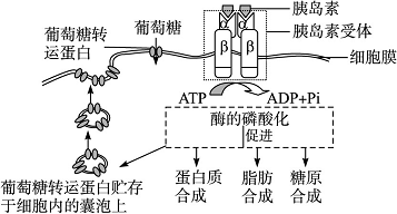 低血糖的原理_如图表示 胰岛素 降低血糖的 原理 .请回答 1 葡萄