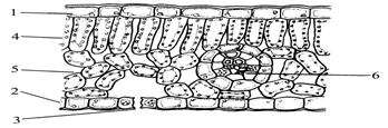 下图是某同学在显微镜下观察到的叶横切面,据图回答问题.