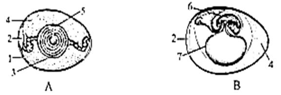 胚胎发育的结构示意图,据图回答⑴图a中的3和图b中的7的结构名称是