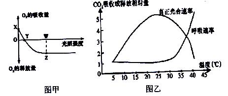 恒温30℃时的光合速率与光照强度的关系,图乙代表该植物光合作用速率