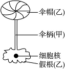 科学家在单细胞伞藻的幼体嫁接的实验中,将甲的伞柄嫁接到乙的假根上