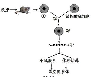 小鼠脾细胞的制备原理_图是单克隆抗体制备流程的简明示意图 下列有关叙述正确的是 A.①是从