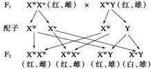 2.写出上述杂交过程中f1到f2的遗传图解