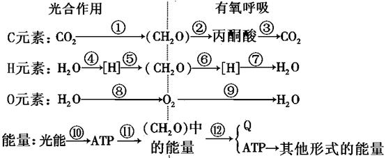 下图表示光合作用和有氧呼吸过程中c,h,o三种元素的转移途径以及能量