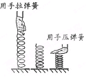 用手拉伸弹簧用的力越大,弹簧拉得越长,这表明力产生的效果跟力的