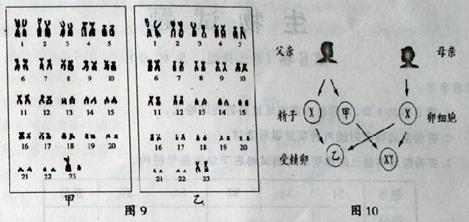 (2010日照)(8分)图9为男女体细胞的成对染色体排序图,图10是生男生女