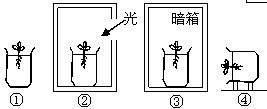 实验③对照可以证明植物生长具有向光性 b.实验①的目的是对