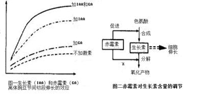 外周阻力增大,导致收缩