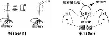 如下图将胚芽鞘x尖端以下切取pq一段后倒放构成胚芽鞘y,右侧光照,胚芽