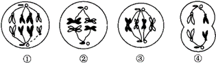 图示某二倍体生物不同时期的正常细胞分裂图,下列相关说法错误的是( )