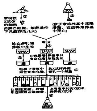 小鼠脾细胞的制备原理_图是单克隆抗体制备流程的简明示意图 下列有关叙述正确的是 A.①是从