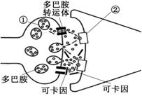 下图甲为可卡因对人脑部神经冲动的传递干扰示意图,请据图回答下列