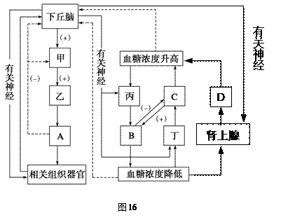 下丘脑在人体生理调节过程中发挥着重要作用.