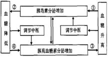 下图为人体血糖平衡调节示意图.