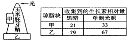 琼脂块甲和乙中生长素的相对量如左表所示,该实验说明