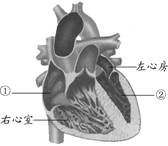 右心房,左心室     b.左心室,右心房