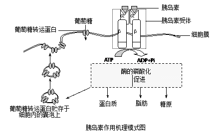 回血的原理_关于王者荣耀回血机制的分析(3)