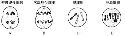 低温诱导可使二倍体草鱼卵原细胞在减数第一次分裂时不形成纺锤体