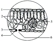 32,(14分)下图为显微镜下菠菜叶横切面示意图,请据图回答下列问题.
