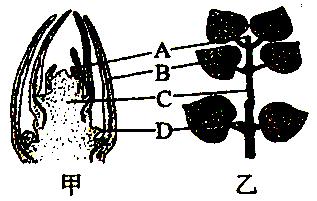 13甲乙图分别表示枝芽叶芽的纵剖结构和该植物的一段枝条甲图相应结构