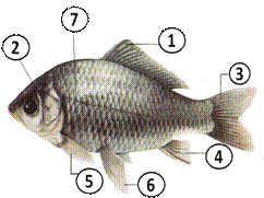下图是鲫鱼的外部形态图请你根据图示回