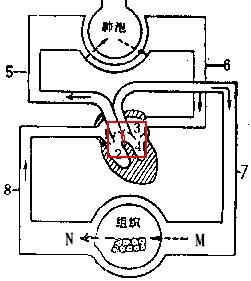 清检测八年级生物试题 > 题目详情  如图是血液循环和气体交换示意图