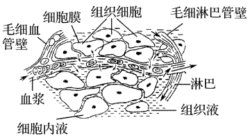 (2)内环境各成分之间的关系(1)概念:机体内组织细胞赖以生存的液体