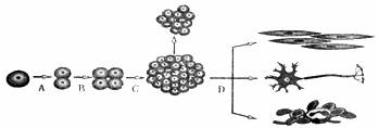 下列图解为细胞在生物体内的变化.
