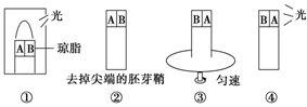 下图①是对燕麦胚芽鞘所做的处理,一段时间后,接着进行④所示的