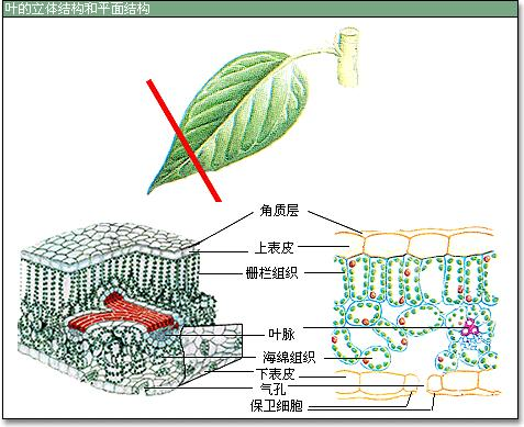 保卫细胞c.保护细胞d.