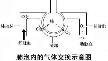 气体交换的原理是什么的作用_o2是什么气体