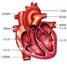 请你认真观察如图心脏结构图.看看下列叙述中