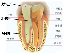 如图是人牙齿的结构模式图.下列描述不