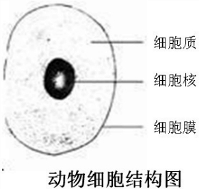 细胞膜以内.细胞核以外的结构叫做( )A.细胞壁B.液泡C.细胞质D.细胞膜 题目和参考答案