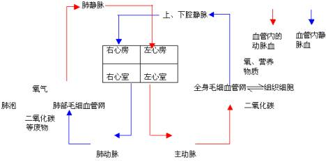 下腔静脉→右心房;肺循环的路线是:右心室→肺动脉→肺部毛