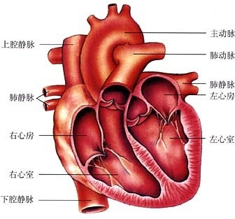 与左心室相连的主动脉,与右心室相连的是肺动脉,右心房与上腔静脉和下