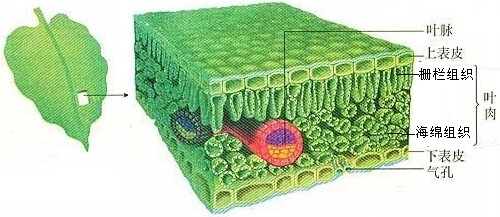 分析 叶片的结构包括:表皮,叶肉和叶脉,表皮上有气孔.如图所示