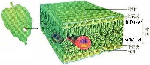 下列关于叶片的结构叙述错误的是( )A.叶肉是叶片的主要部分.分为栅栏层和海绵层B.叶肉细胞中.栅栏层细胞含有叶绿体较多C.表皮层上的细胞都不能进行光合作用D.叶片下面颜色较上面颜色浅.是因为海绵层细胞含有较少的叶绿体